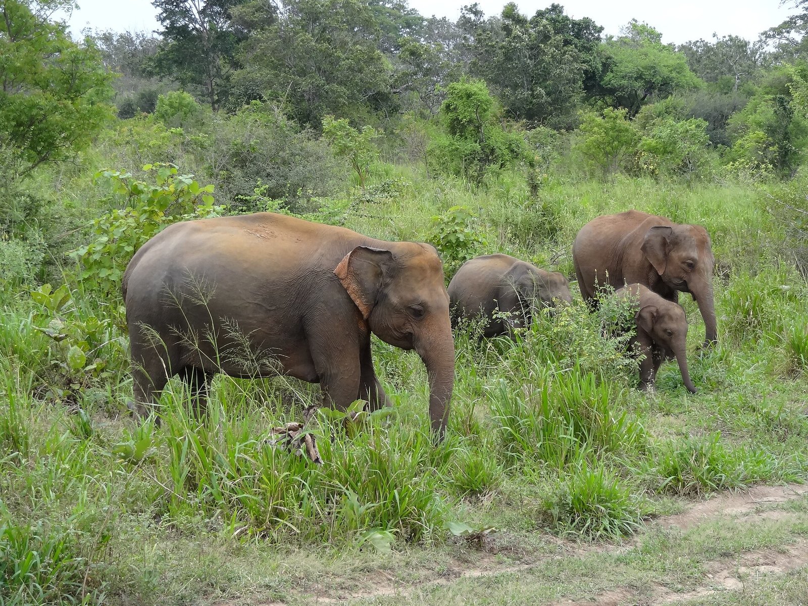 Wild elephants in Hurulu