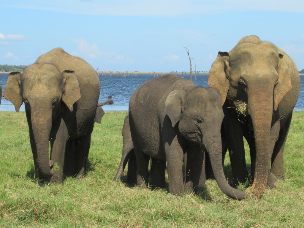 Wild elephants in Kaudulla